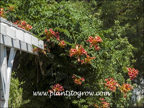 Trumpet Vine (Campsis radicans)